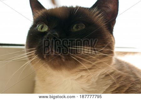 Cute Blue-eyed Siamese Cat Sitting On Chair
