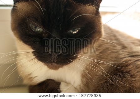 Cute Blue-eyed Siamese Cat Sitting On Chair