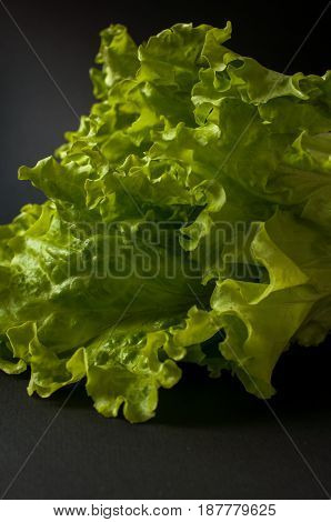 Salad Leaf. Lettuce On Black Background.