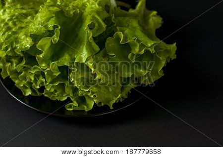 Salad Leaf. Lettuce On Black Background.