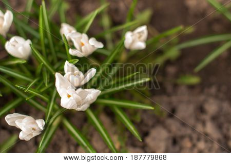 First Spring Flowers, Snowdrops In Garden, Sunlight