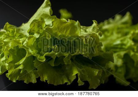 Fresh Salad leaf. Lettuce on black background.