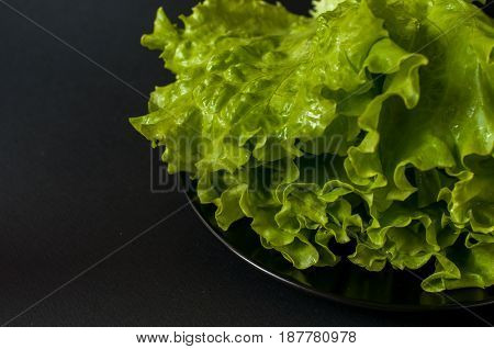fresh Salad leaf. Lettuce on black background.