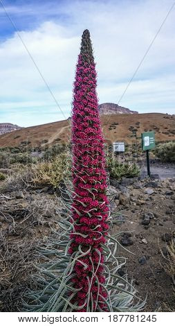 Endemic to Canary islands the big red flower blooming in May.