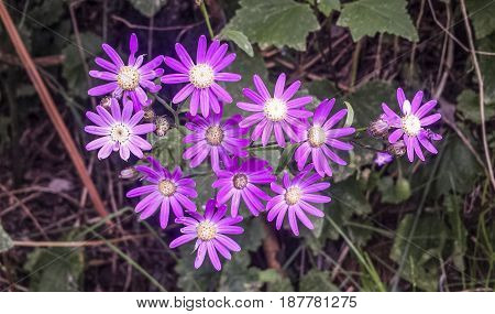 Perrenial herb Perricallis tussilaginis. Pericallis is a small genus of about 14 species of flowering plants in the family Asteraceae native to the Canary Islands and Madeira.