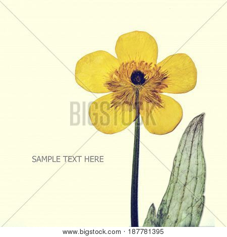 Pressed and dried yellow flowers buttercup isolated on white background. For use in scrapbooking floristry or herbarium.