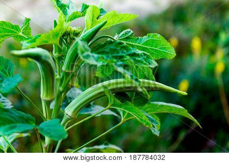 Okra plant close up organic produce food farming
