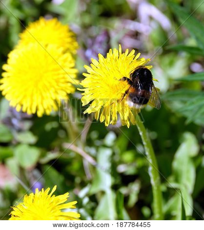 A large stripe furry bumble bee gathers pollen on a dandelion flower petals, in green grass on a clear, sunny summer day close up view