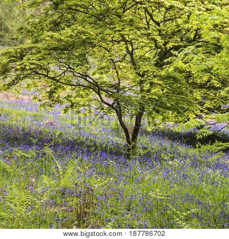 Stunning Vibrant Landscape Image Of Blubell Woods In English Countryside In Spring