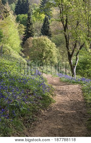 Stunning Vibrant Landscape Image Of Blubell Woods In English Countryside In Spring