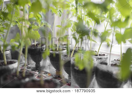 Growing seedlings in transparent pots with earth stand in a row against a light background.