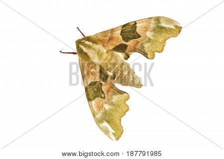Lime Hawk-moth (mimas Tiliae) On A White Background