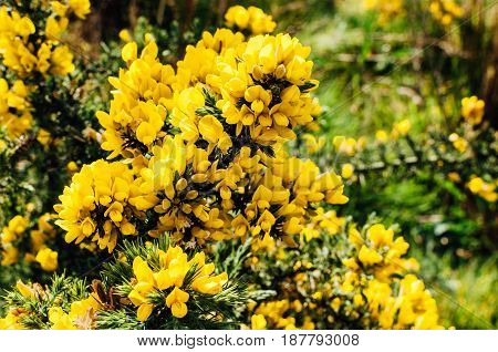Yellow gorse flowers on a bush. Captured in Ireland.