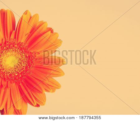 Orange flower gerber daisy on gray background instagram toned