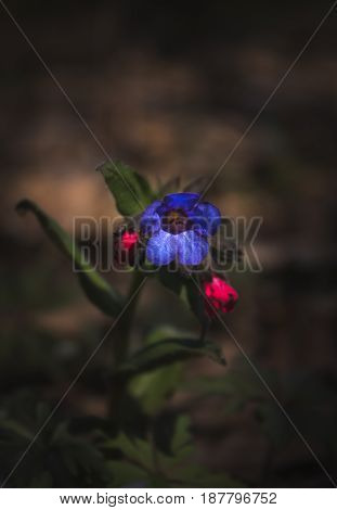 small blue field flower with dark green background