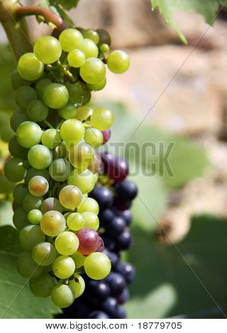 Uvas verdes e pretas em uma videira na luz solar. Espaço para texto