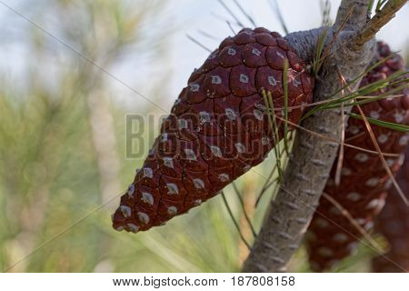 Cone of an Aleppo pine (Pinus halepensis)