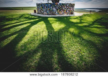 The sacred lonely poplar in the Kalmyk steppe, the shadows on the grass, Russia