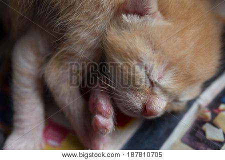 Yellow Tabby cat playing in the shadow.