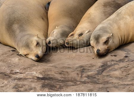 Four Sea Lions Sleep in a cuddling group on a rock