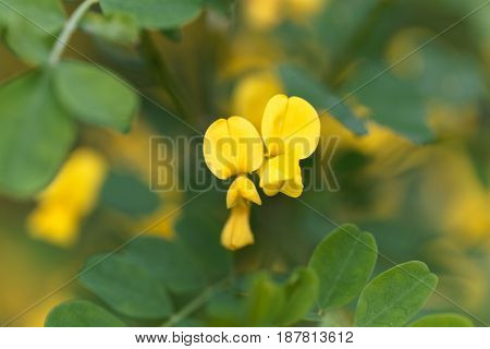 Flowers of a scorpion senna (Hippocrepis emerus)