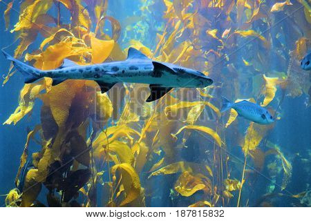Leopard Shark swimming amongst a Kelp Plant Forest in the cold waters of the Pacific Ocean at the California Coast
