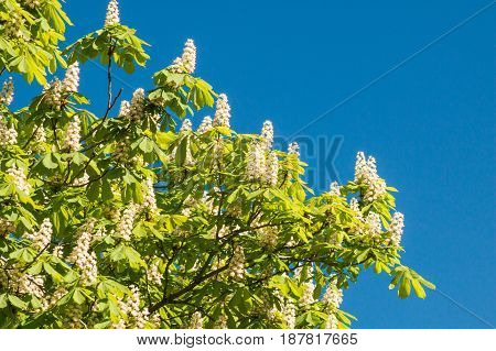 Flowering Chestnut Tree On Blue Sky Background.