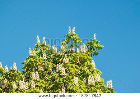 Flowering Chestnut Tree On Blue Sky Background.