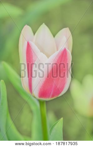 Tulips Growing In The Garden
