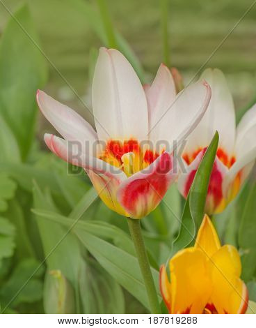 Tulips Growing In The Garden