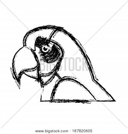 macaw amazon bird brazil wildlife image vector illustration