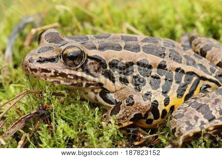 Pickerel Frog (Lithobates Rana palustris) sunning in spring