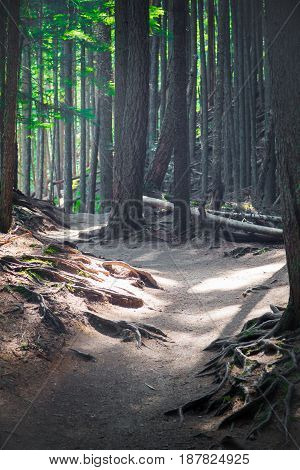 Glacier National Park dirt hiking trail past tall pines with exposed roots