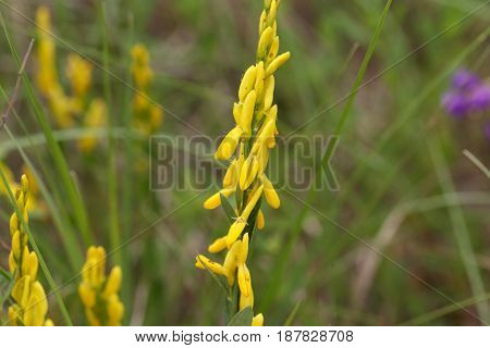 Flowers of a dyer broom (Genista tinctoria) a plant used for dyeing and as medical plant.
