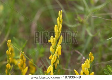Flowers of a dyer broom (Genista tinctoria) a plant used for dyeing and as medical plant.