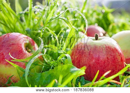 Fruits ripe red juicy apples lie on a green grass close up. a harvest of apples in an autumn orchard. blur background