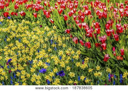 Red White Tulips Yellow Daffodils Blue Hyacinth Fields Green Grass Keukenhoff Lisse Holland Netherlands. Called the Garden of Europe