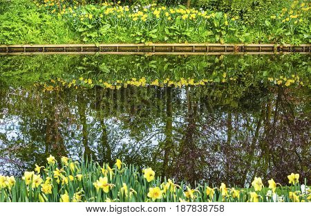 Yellow White Daffodils Green Grass River Reflection Keukenhoff Lisse Holland Netherlands. Called the Garden of Europe