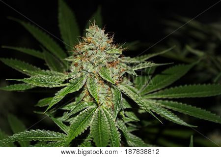 A close-up flash photo of a beautiful indoor grown marijuana flower covered in frosty crystals.