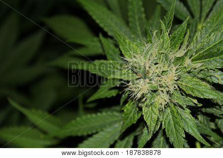 A close-up flash photo of a beautiful indoor grown marijuana flower covered in frosty crystals.