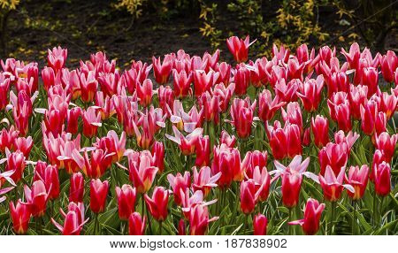 Red White Tulip Fields Green Grass Keukenhoff Lisse Holland Netherlands. Called the Garden of Europe
