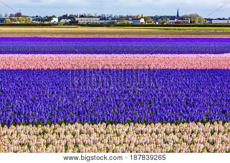 Pink Blue White Hyacinth Fields Keukenhoff Lisse Holland Netherlands. Called the Garden of Europe