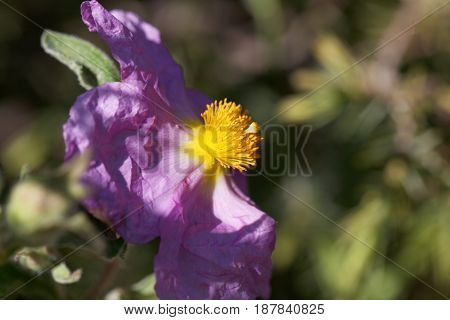 Flower of a pink rock rose (Cistus creticus)