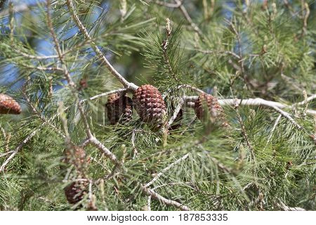 Cone of an Aleppo pine (Pinus halepensis)