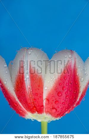Closeup tulip petals on a blue background with waterdrops