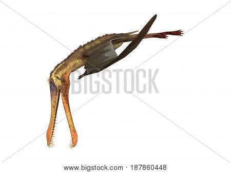3D Rendering Pterodactyl Anhanguera On White