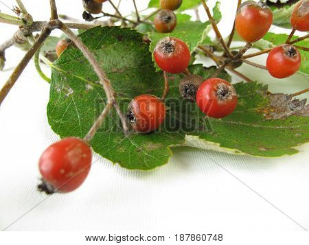 Twigs with red whitebeam fruits and leaves