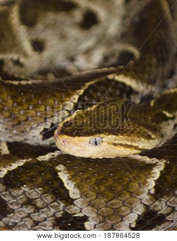 Fer-de-lance  In The Zoo, Color Image, Toned Image
