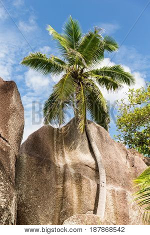 travel, seascape and nature concept - coconut palm tree at island beach on seychelles