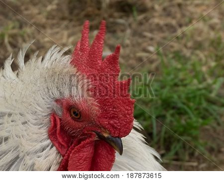 A white cockerel using it's head to photobomb the scene.